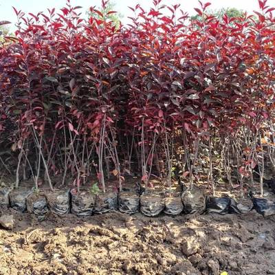 紫葉矮櫻種植戶在哪 大學(xué)生創(chuàng)業(yè)基地 紫葉矮櫻苗