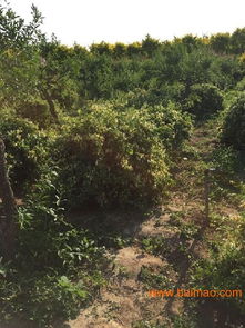 出售金葉榆,金葉垂榆就在蘇氏園林,出售金葉榆,金葉垂榆就在蘇氏園林生產廠家,出售金葉榆,金葉垂榆就在蘇氏園林價格