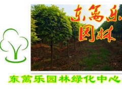 【58同城】東西湖花卉批發市場