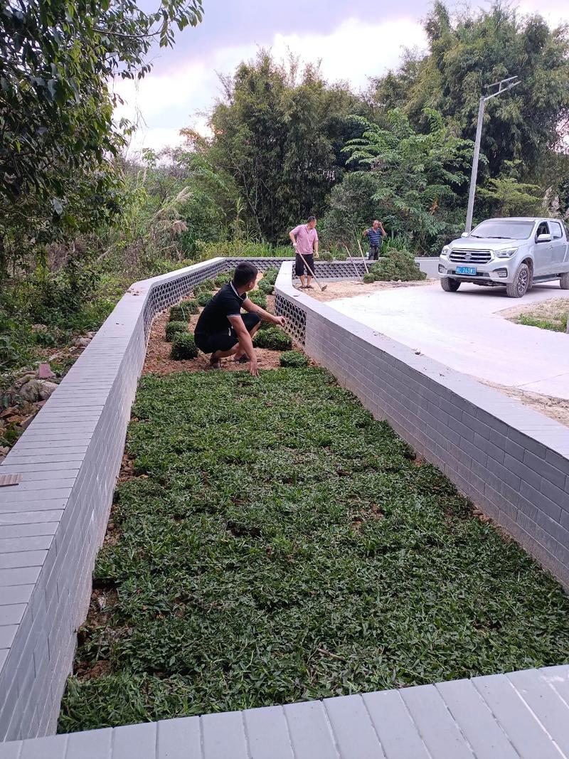 白馬村雙一移民村公園綠化照片#施工現(xiàn)場實拍 #園林綠化工程